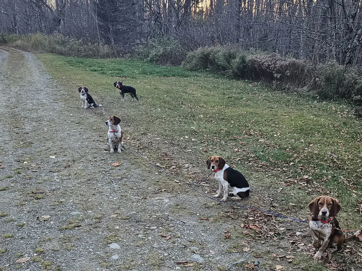 Five beagles sitting and waiting on a dirt road at dusk, at the edge of the woods